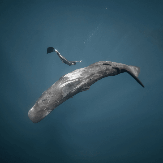 Ocean Film Festival World Tour 2025 - March